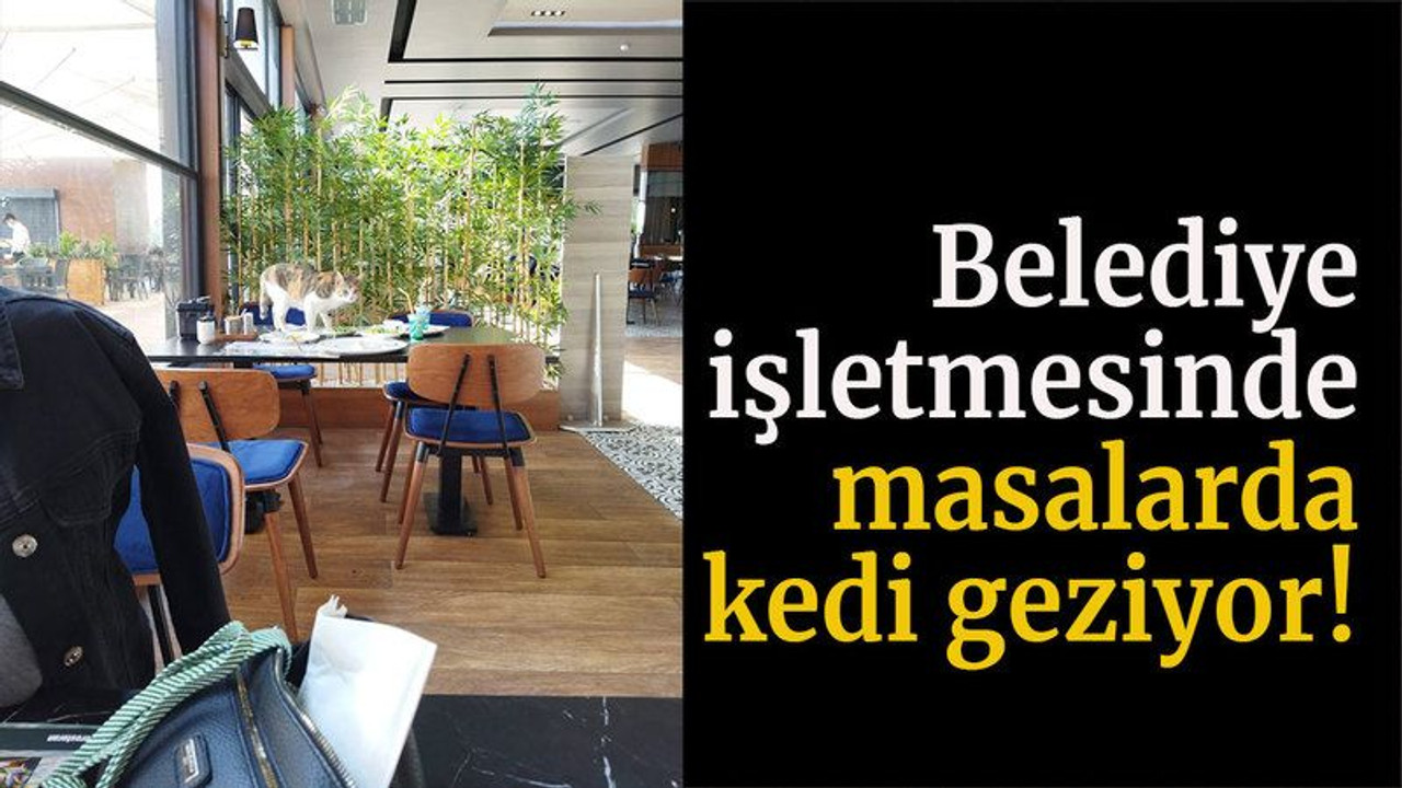 Belediye işletmesinde masalarda kedi geziyor!